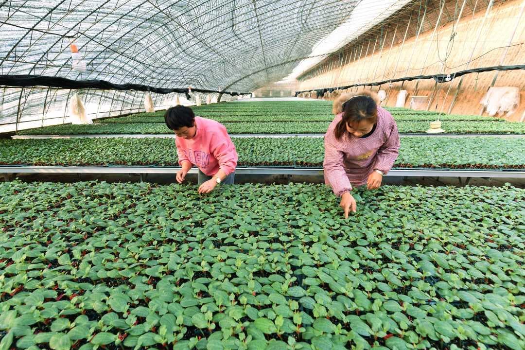 孟津区：工厂化智慧育苗助力乡村好“春景”