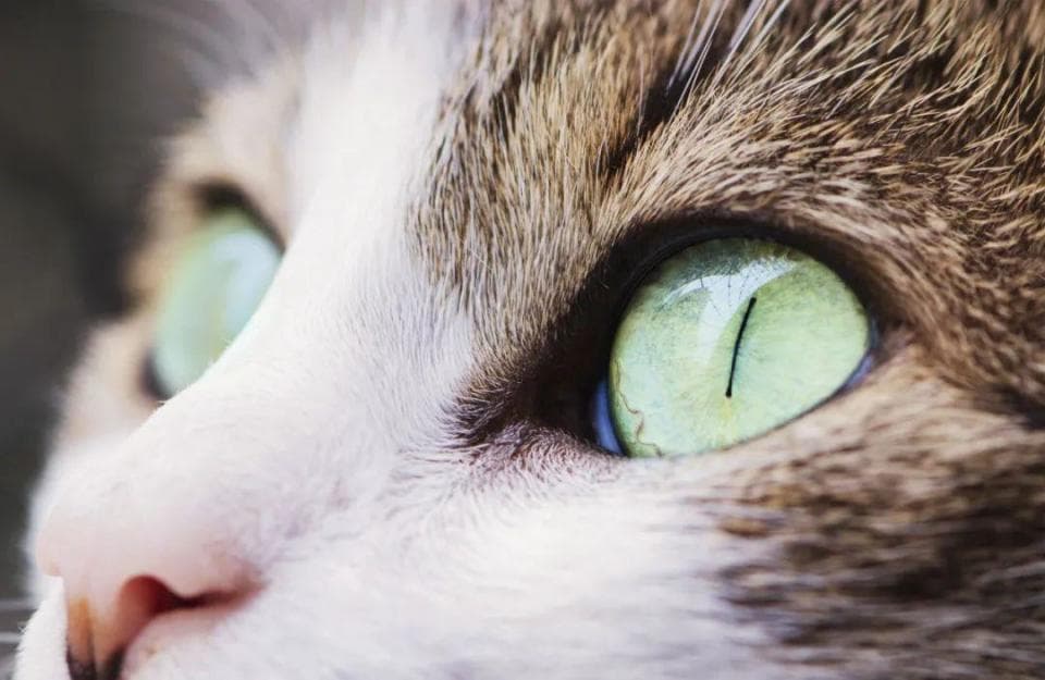 猫猫祖先的眼睛是什么颜色的？