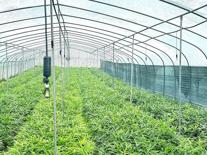 新手必读：黄精种植全流程详解