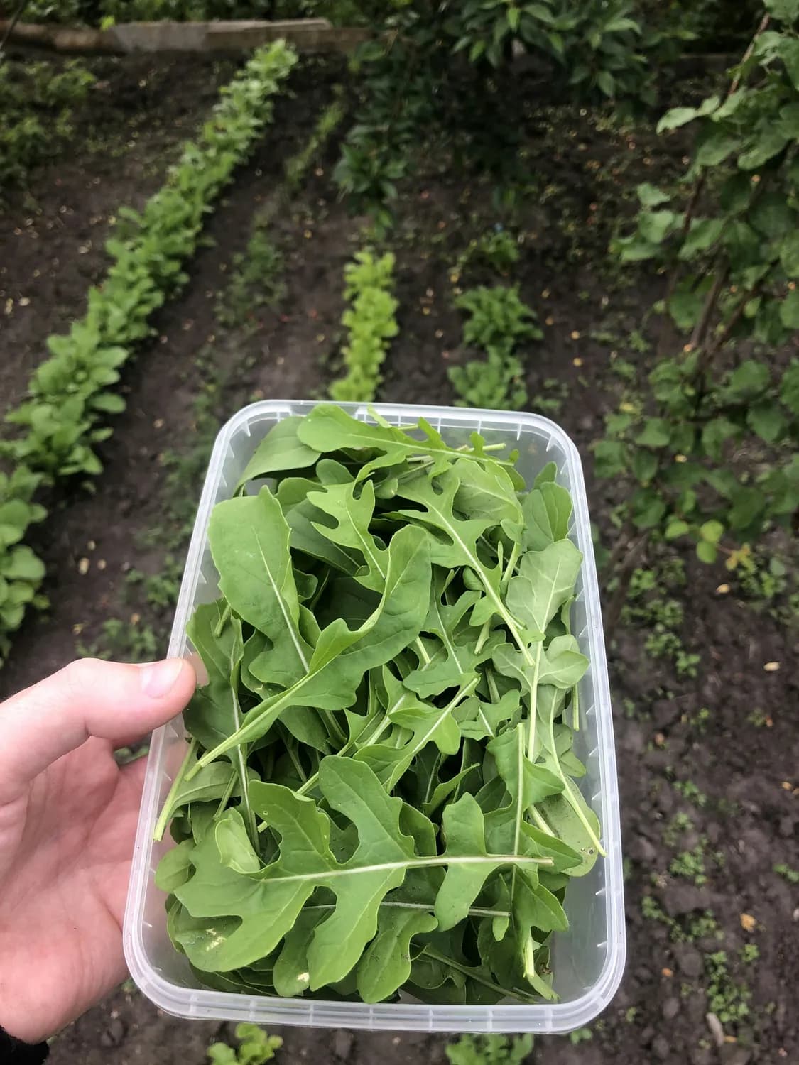 秋季种植芝麻菜：温度适宜病虫少，高产栽培技术详解