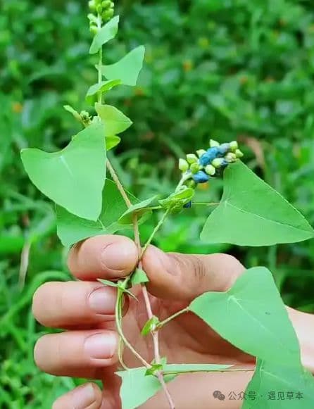 “毒蛇咬伤，百步内必有解药”，这五种野草，都是毒蛇克星，记住其特性很珍贵
