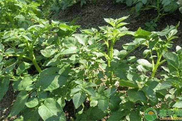 辣椒和马铃薯混种技术全攻略：从选地到收获的7个关键环节