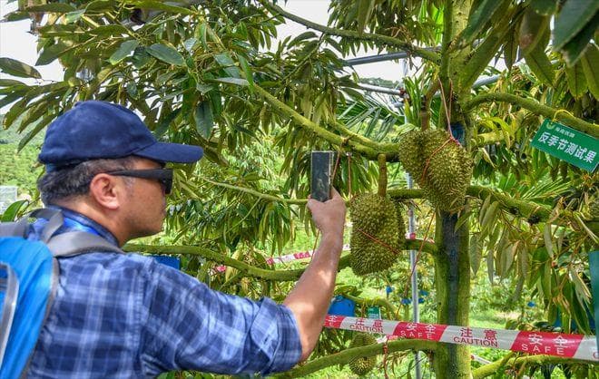 榴莲种植全攻略：从气候条件到病虫害防治