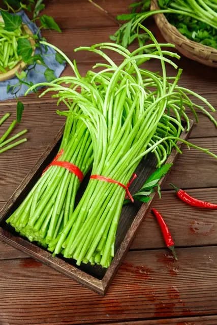 春天必吃的时令菜：藜蒿的营养价值与两种经典做法