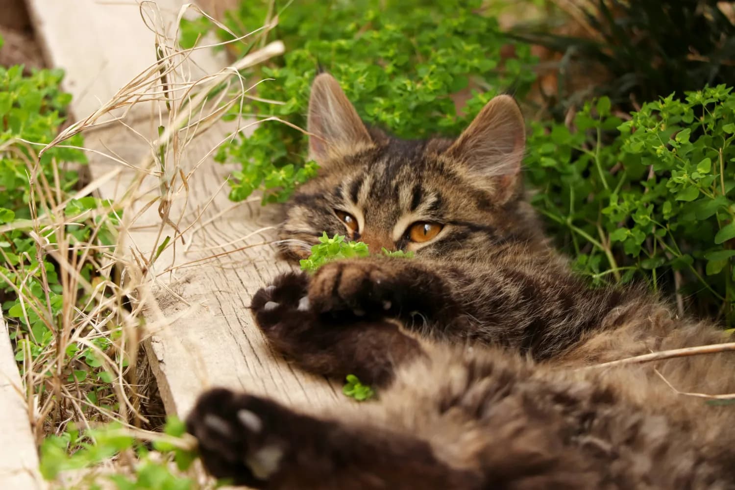 冬季必备：猫薄荷DIY玩具，猫咪最爱