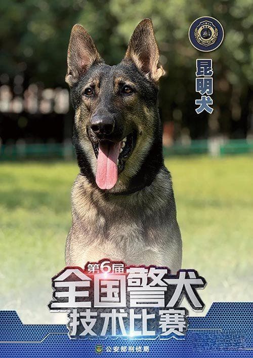 这些警犬犬种，你知道吗？