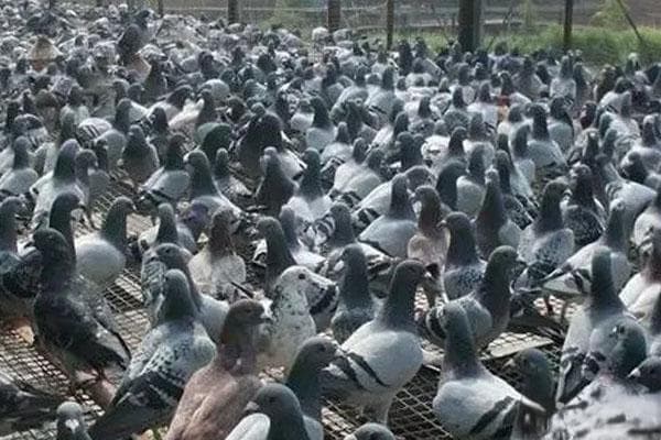 养殖什么好养又赚钱投资小？