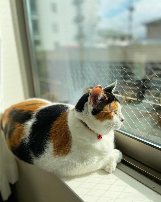 猫咪太暴躁，凶巴巴的怎么办？我又没得罪它！