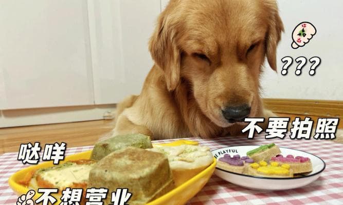 给狗狗选择美味又经济实惠的食物（以宠物为主，找到最适合你的狗狗的食品）