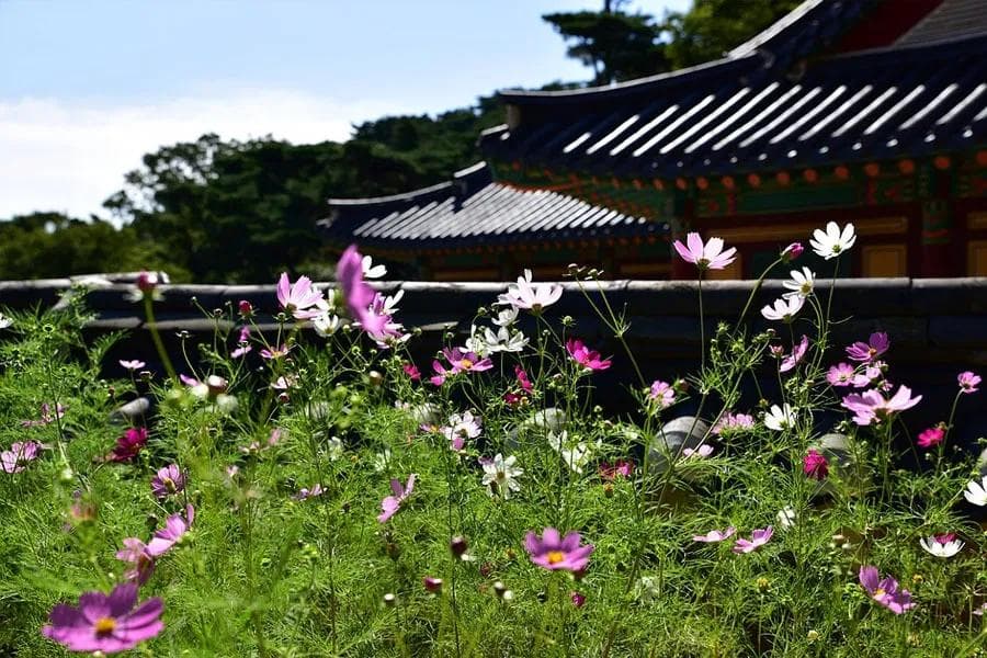 十天干之乙木：柔和谦卑、敏感细腻的花草之木