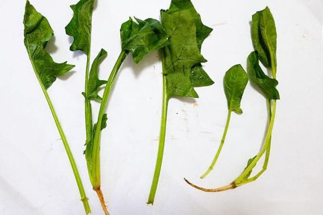 菠菜需要焯水多长时间？正确烹饪方法详解
