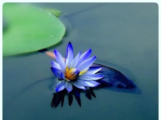 莲花的象征意义与美学价值（深入探索莲花的美丽与哲学）