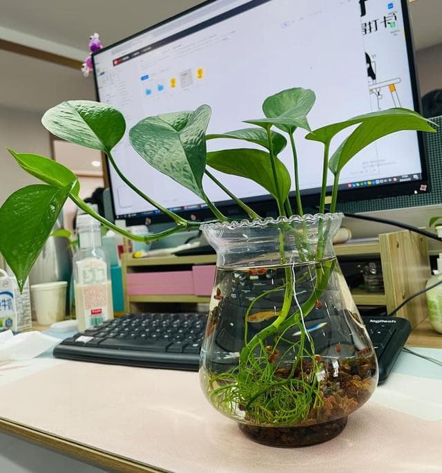 在家里，养 15 种水培植物，状态清晰可见，省心更省力