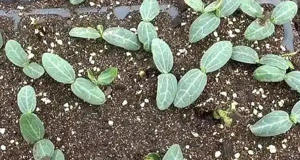 丝瓜生长周期的全面解析（从种植到收割，了解丝瓜的生长规律）