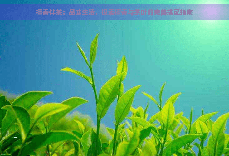檀香伴茶：品味生活，探索檀香与茶叶的完美搭配指南