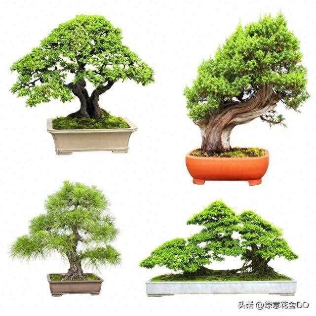 适合新手养殖的9种杂木盆景