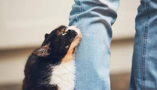 猫咪表达友情的神秘信号，你读懂了吗？