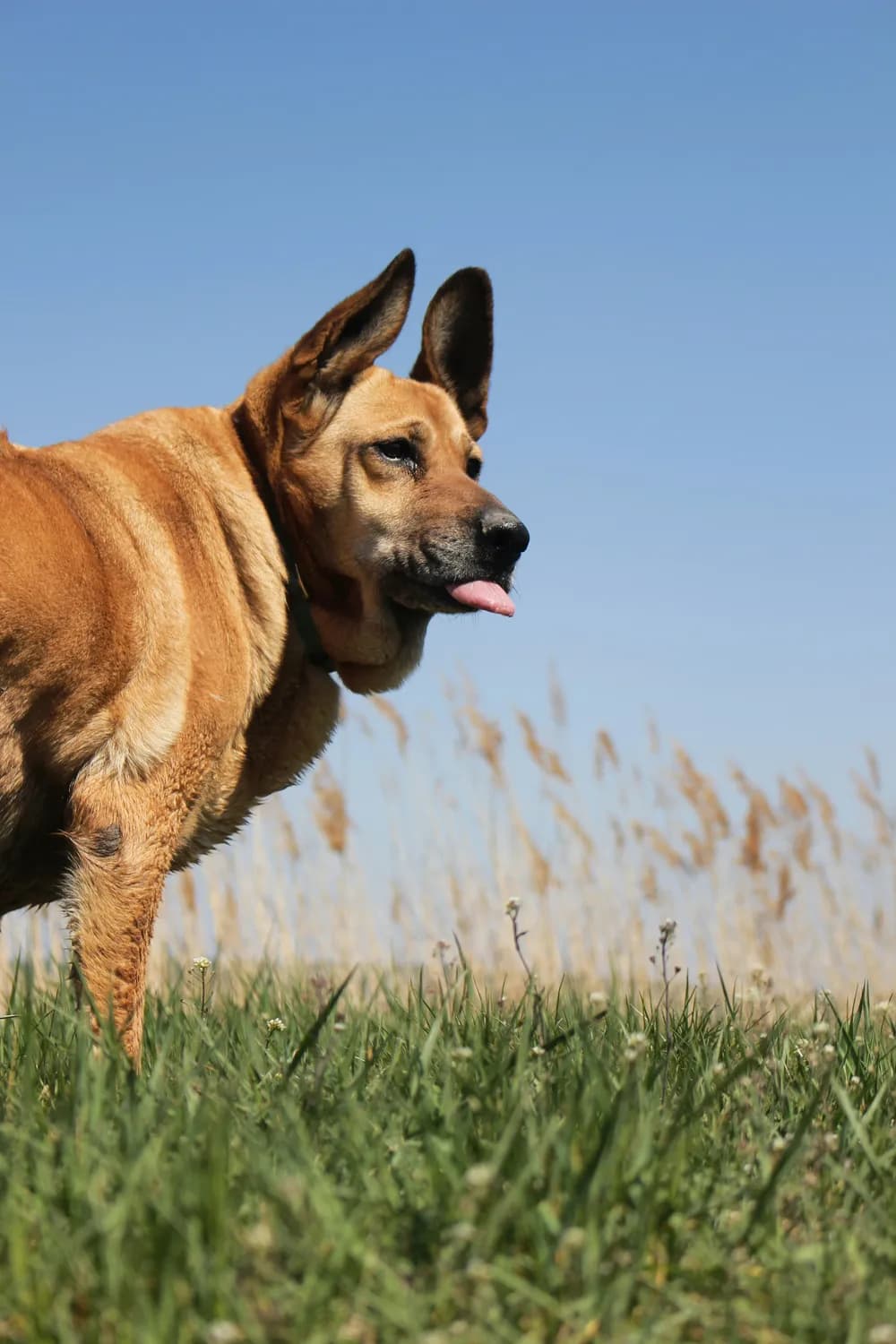 马犬常见疾病预防指南