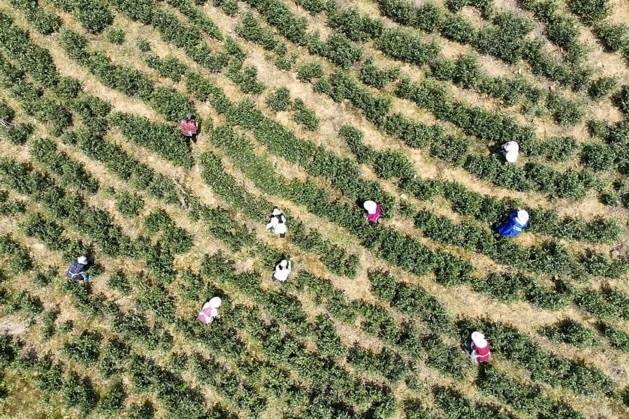 广西罗城：振兴路上“茶”叶飘香