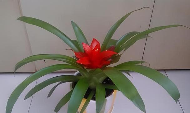 从喜阳到喜阴：植物光照需求与栽培要点详解