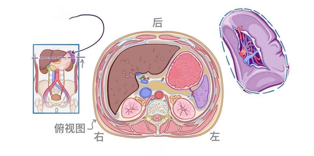 医学科普 | 认识我们的器官——胰腺和脾脏