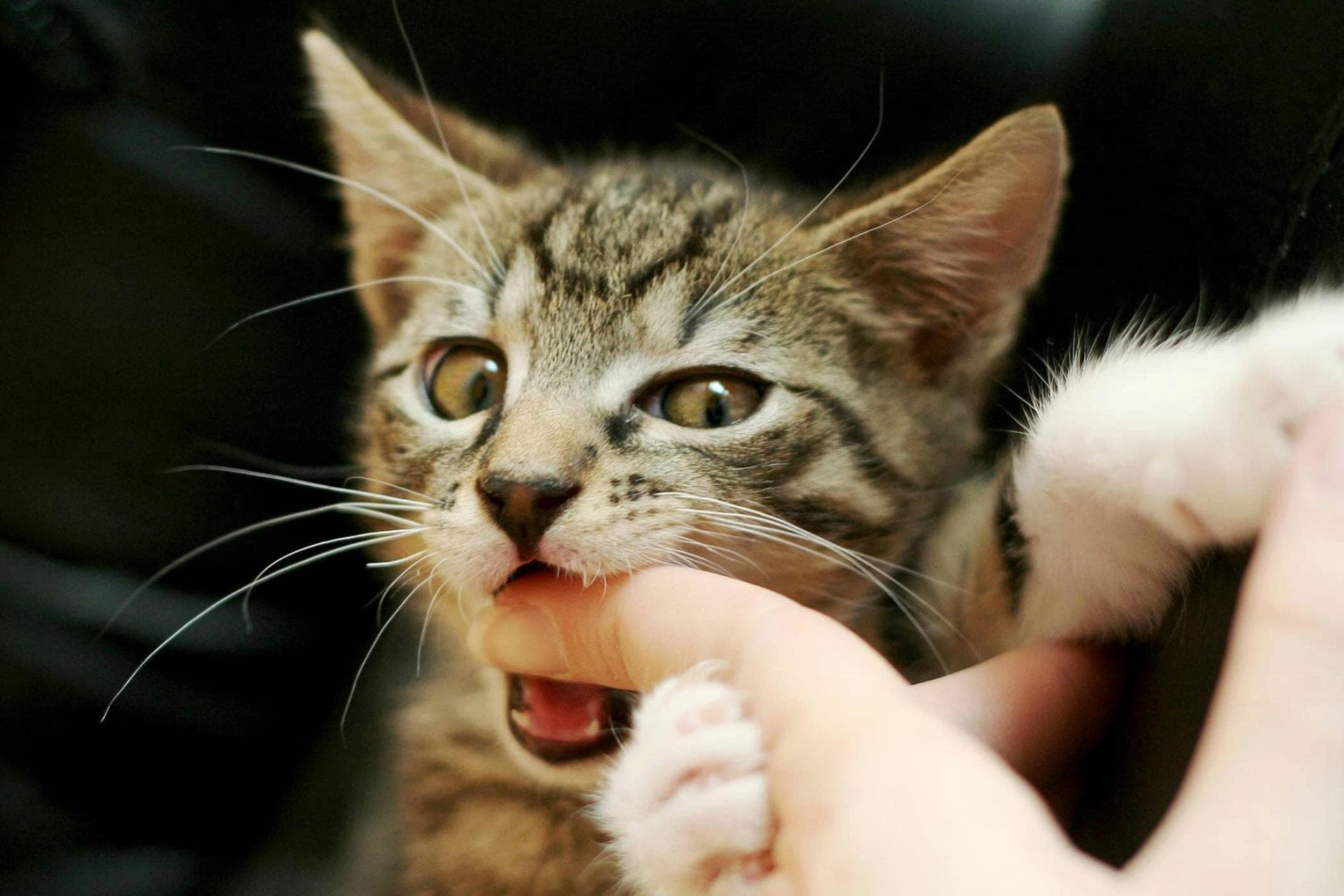 猫咪为什么会突然咬人