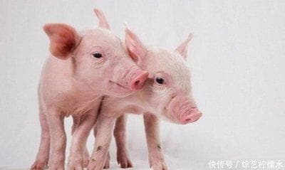 最受欢迎的生肖：最受欢迎的生肖是你吗？