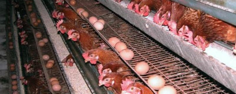 蛋鸡养殖技术全解析