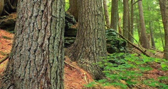 橡木：建筑、医药、文化价值兼具的温带名木