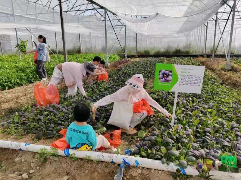 三亚利用南繁闲置土地试种 筛选8个适合海南种植外地蔬菜新品种