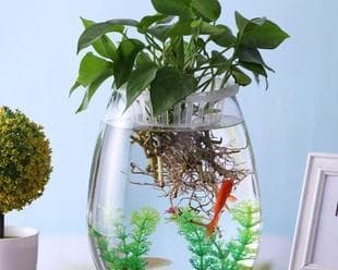 鱼缸里的水能否浇花？（探讨鱼缸水的营养成分和浇花的适宜程度）