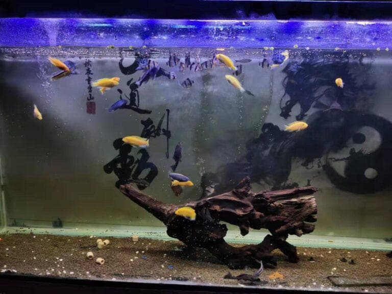 鱼缸死鱼莫慌张：正确处理方法与预防指南
