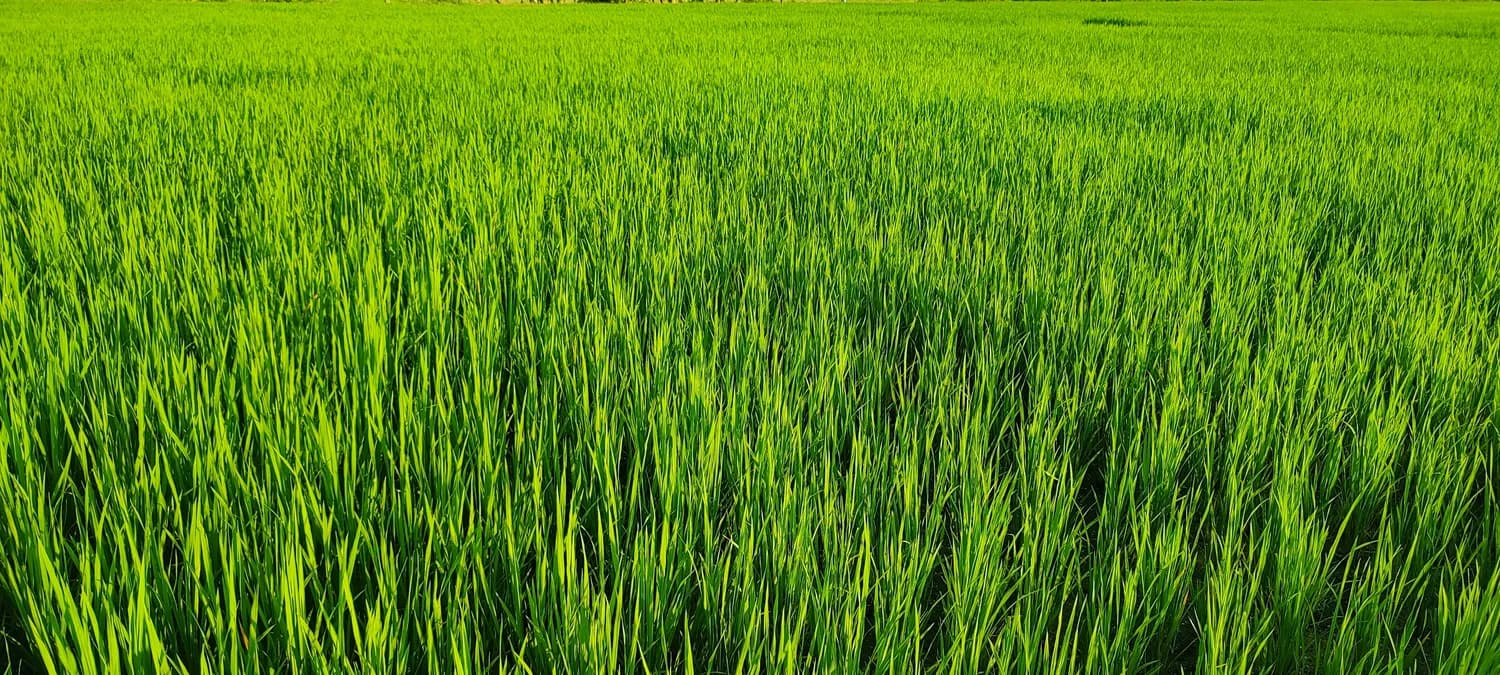 北大荒农垦集团的智慧农田革命