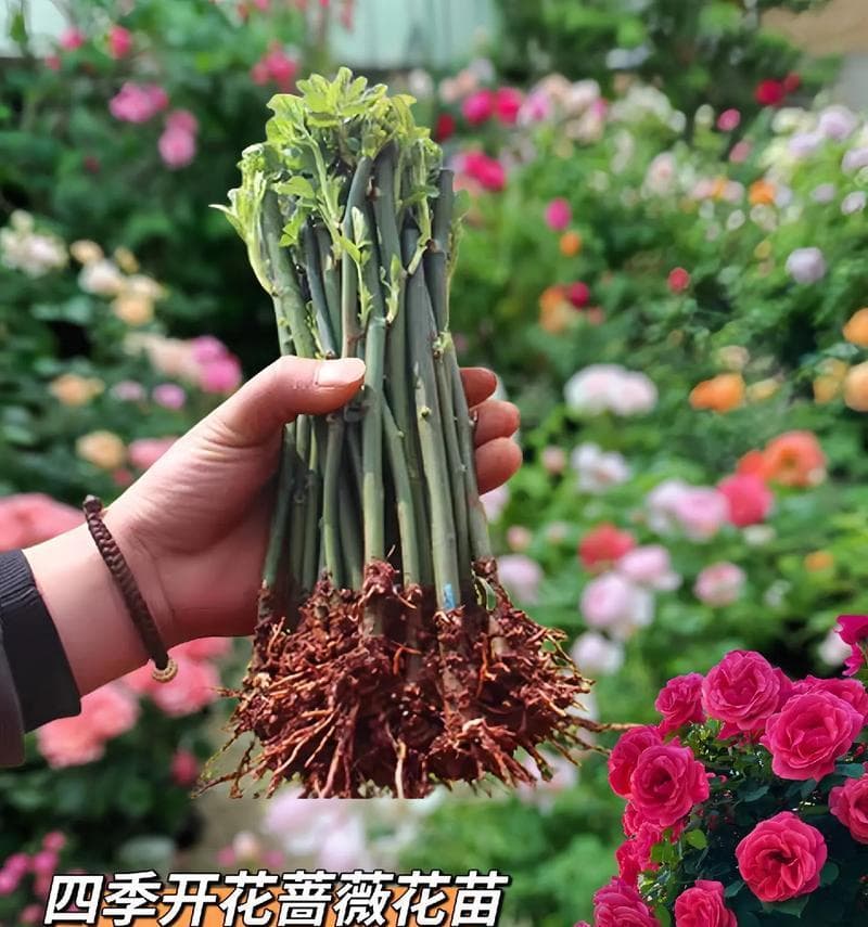家里也能种出美丽的蔷薇花（如何在家庭环境下种植蔷薇花？）
