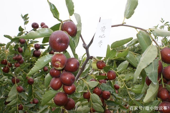 枣树的生长和结果习性以及生长的环境条件