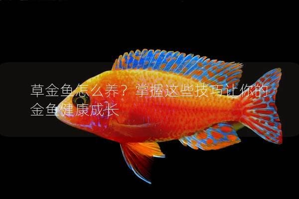 草金鱼怎么养？掌握这些技巧让你的金鱼健康成长