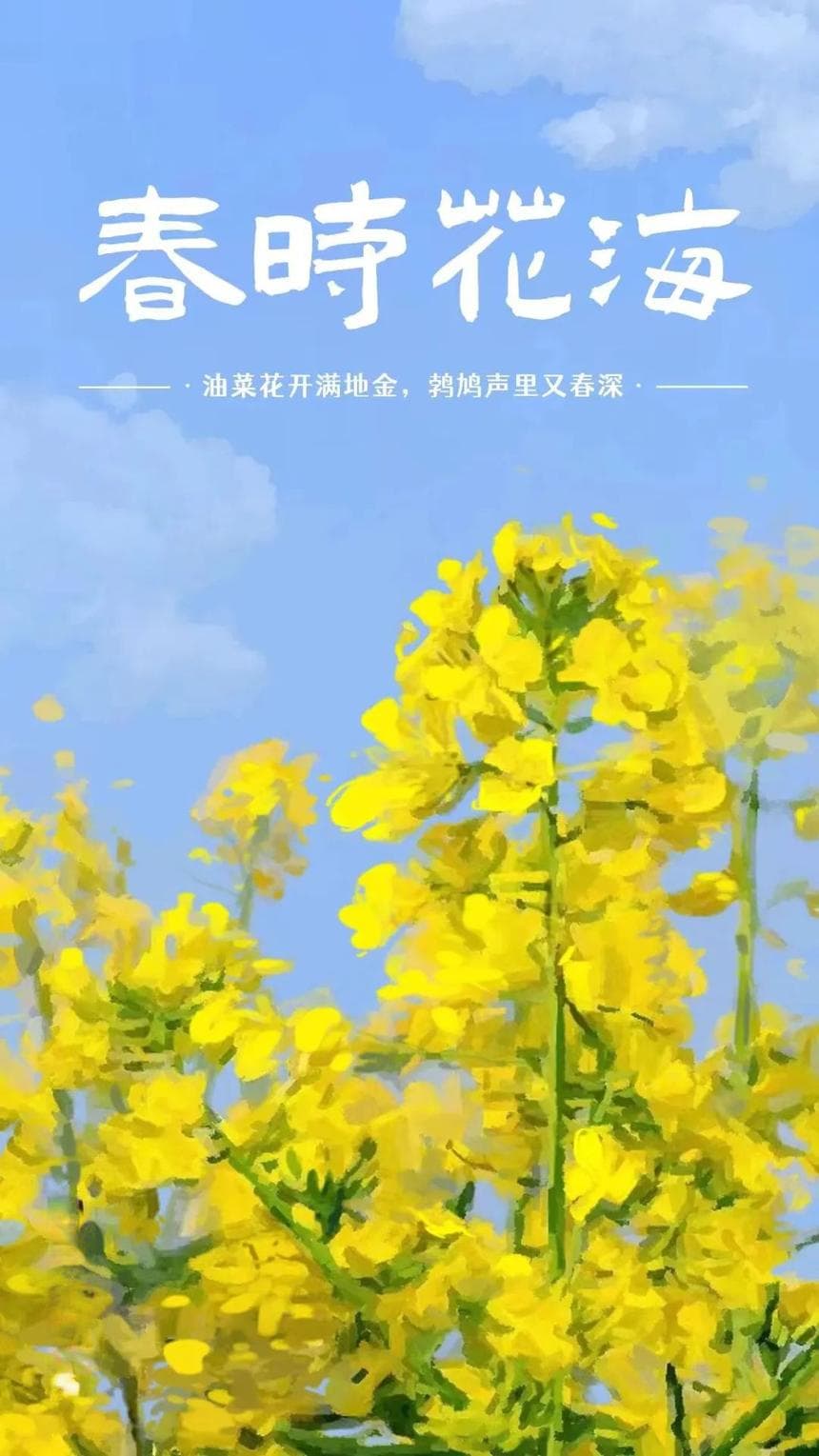 春时花海 | 繁茂油菜花