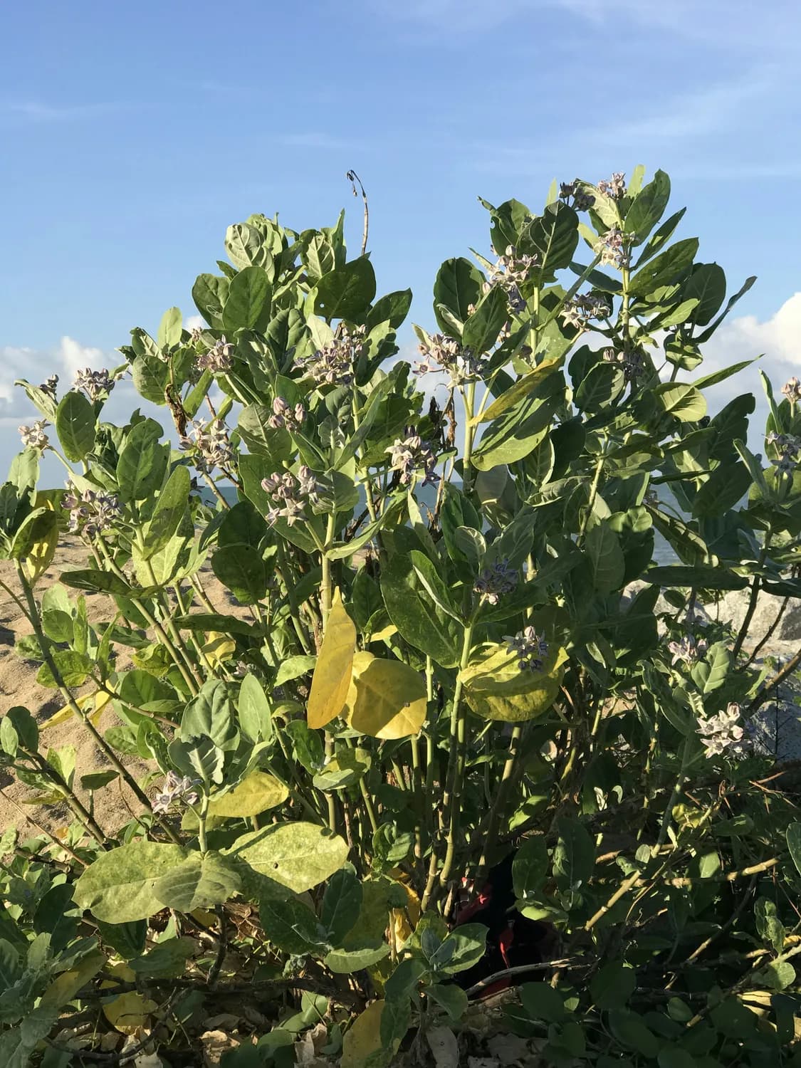 罗布麻：荒漠中的药用植物，降压降脂效果好