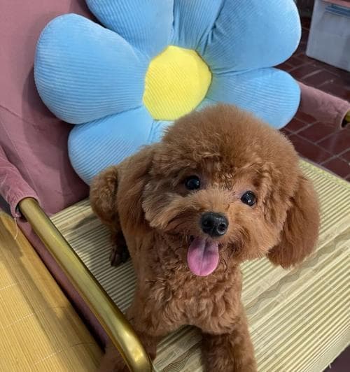泰迪狗粮选购指南：从成分到品牌，全方位解析
