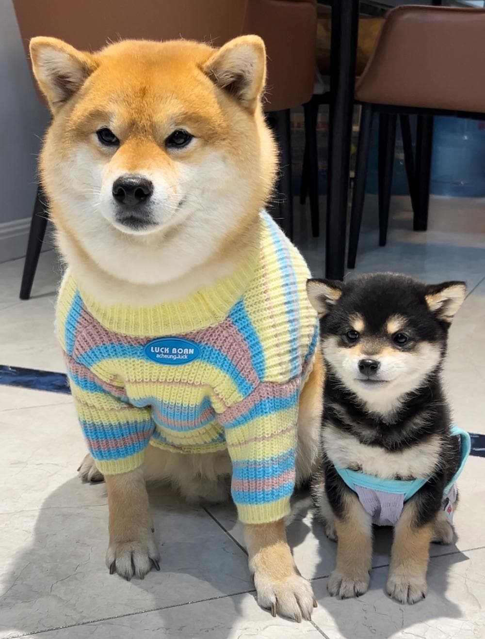 同时养了普通柴犬和豆柴，我才知道差别这么大