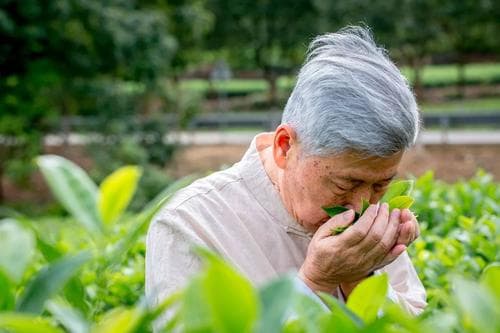 陈德华说武夷岩茶大红袍紧圧型新品的研制