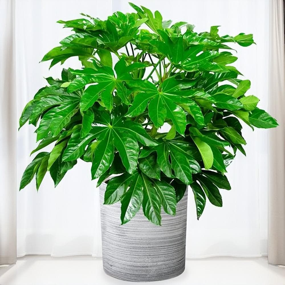 六种旺财植物推荐：从八角金盘到黑叶榕的养护指南