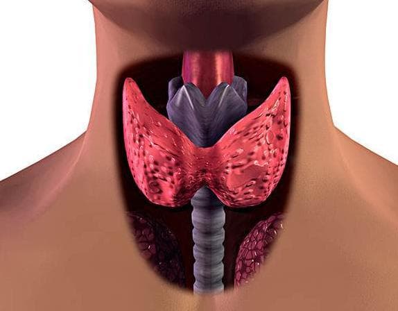 甲状腺健康全指南：从基础认知到疾病管理