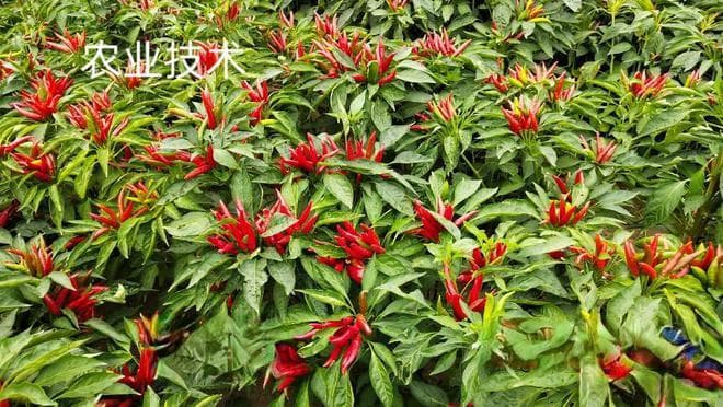 辣椒一窝栽几棵好？辣椒栽植的技术