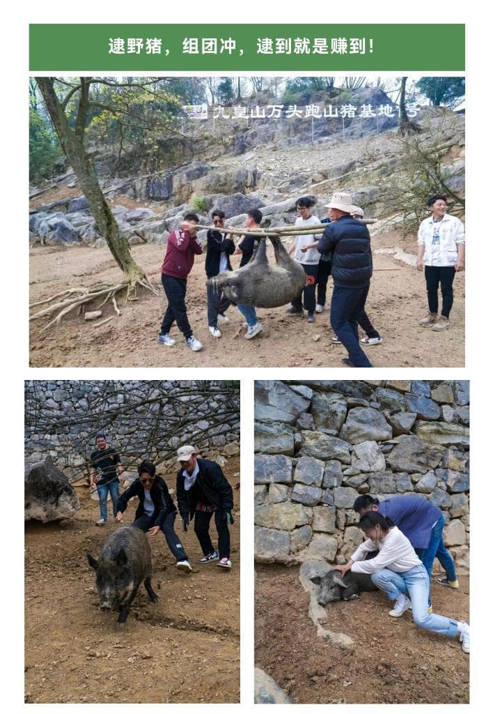 景区推出"徒手逮猎"项目引争议：野猪实为杂交猪，安全检疫存隐患
