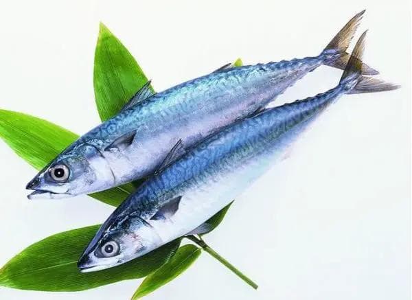 马鲛鱼：从野生到人工养殖的海洋珍馐