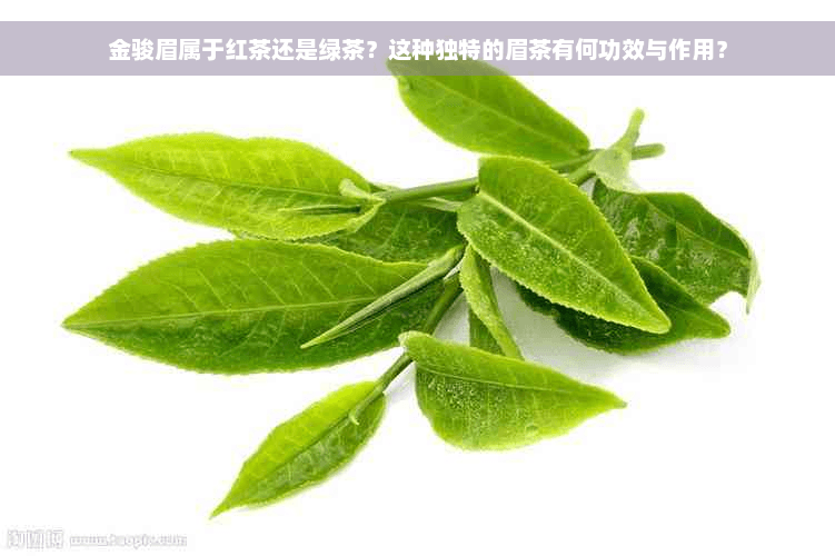 金骏眉属于红茶还是绿茶？这种独特的眉茶有何功效与作用？