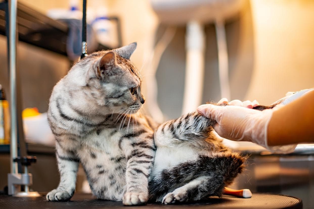 新手养猫必读：从品种选择到日常护理全攻略