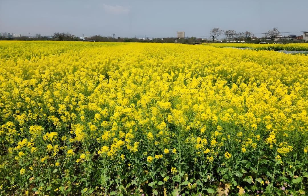 油菜花什么时候开花？江西婺源油菜花最佳观赏时间是什么时候？