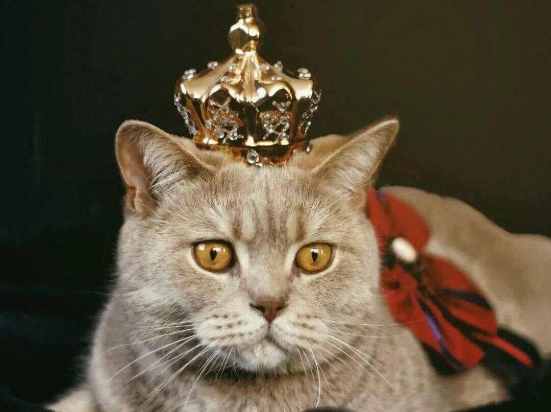 猫是怎么进化的恰好符合人类审美的？